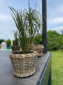 Pflanzschale Blumenschale Rattangeflecht Pflanzgefäß konisch Rattan-Umrandung 23cm hoch 32cm Durchmesser