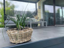 Pflanzschale Blumenschale Rattangeflecht Pflanzgefäß rund niedrig Rattan-Umrandung 18cm hoch 40cm Durchmesser
