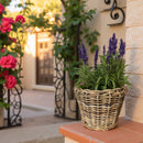 Pflanzschale Blumenschale Rattangeflecht Pflanzgefäß konisch Rattan-Umrandung 23cm hoch 32cm Durchmesser