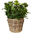 Pflanzschale Blumenschale Rattangeflecht Pflanzgefäß konisch Rattan-Umrandung 23cm hoch 32cm Durchmesser