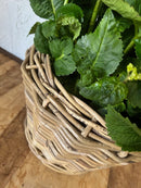 Pflanzschale Blumenschale Rattangeflecht Pflanzgefäß konisch Rattan-Umrandung 23cm hoch 32cm Durchmesser