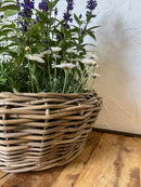 Pflanzschale Blumenschale Rattangeflecht Pflanzgefäß rund niedrig Rattan-Umrandung 18cm hoch 40cm Durchmesser