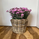 Pflanzschale Blumenschale Rattangeflecht Pflanzgefäß konisch Rattan-Umrandung 23cm hoch 32cm Durchmesser