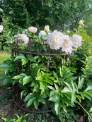 Staudenhalter BELLA Strauchhalter halbrund Rankhilfe Metall Eisen dunkelbraun Deko H/B/T: 91/63/33cm