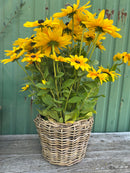 Pflanzschale Blumenschale Rattangeflecht Pflanzgefäß konisch Rattan-Umrandung 23cm hoch 32cm Durchmesser