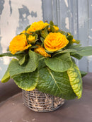 Körbchen Drahtkorb mit Blume Metall Eisendraht grau patiniert H/dia:20/10 cm