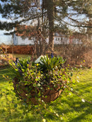 Pflanzschale Pflanzkorb Blumenschale zum Hängen Pflanzgefäß halbrund Metall Eisen verrostet mit 3 Ketten und Haken 50cm hoch 30cm Durchmesser