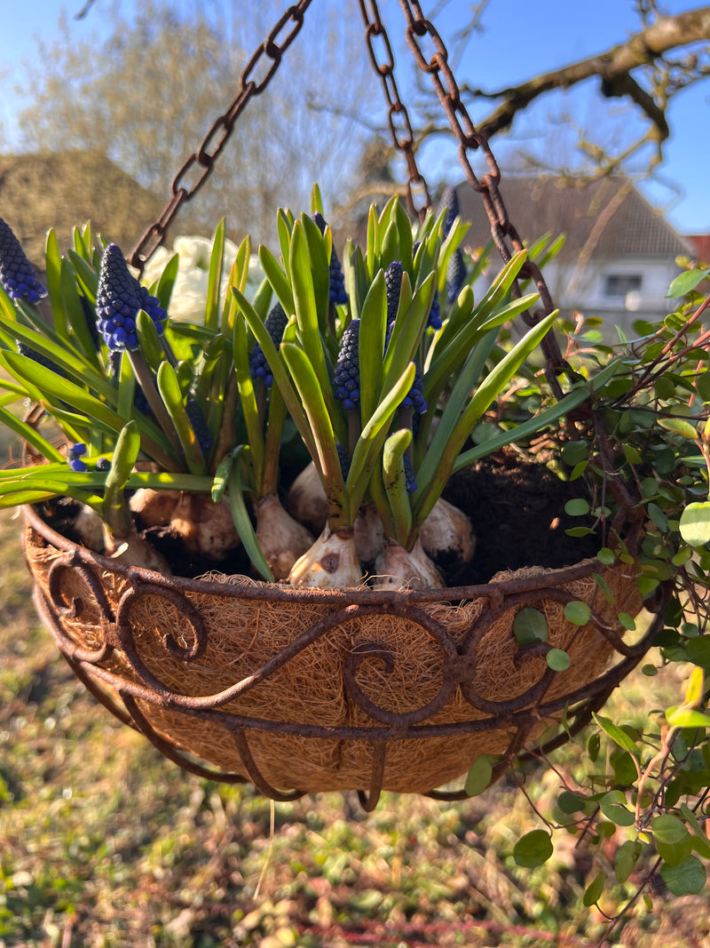 Pflanzschale Pflanzkorb Blumenschale zum Hängen Pflanzgefäß halbrund M
