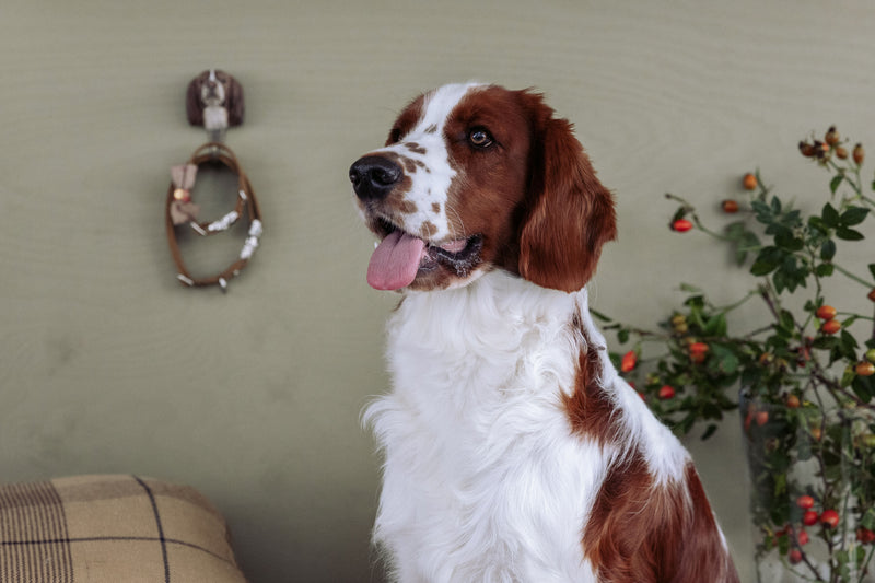 KLEIDERHAKEN SPANIEL Hund Garderobe Wandhaken massiv Landhaus Vintage handgeschnitzt und handbemalt Holz und Metall-Haken 11cm hoch