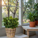 Pflanzschale Blumenschale Rattangeflecht Pflanzgefäß konisch Rattan-Umrandung 23cm hoch 32cm Durchmesser