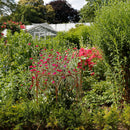 Staudenhalter Staudenbinder rund Rankhilfe Ø 50cm Modell B Eisen Rost