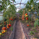 UV4 8m Br. Meterware Gewächshausfolie Gartenfolie Tunnelfolie Tomatenhausfolie