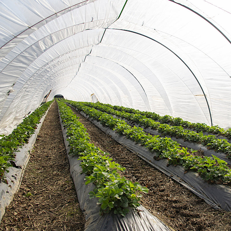 UV10 Gewächshausfolie Gartenfolie Tunnelfolie in 12m br. hoch UV-stabil für Folientunnel und Gewächshausbau 200µm (0,2mm dick) Profi-Qualität! (Meterware)