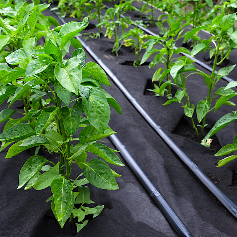 Unkrautvlies 150g/m² in 1,6 Meter Breite Meterware Unkrautschutz Mulchvlies