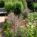 3-er Set in 3 Größen Rankgitter Staudenbinder Rankgerüst halbrund Rost 100cm