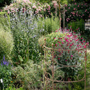 Rankgitter Staudenbinder Rankgerüst halbrund Edelrost 100 cm hoch in drei Größen