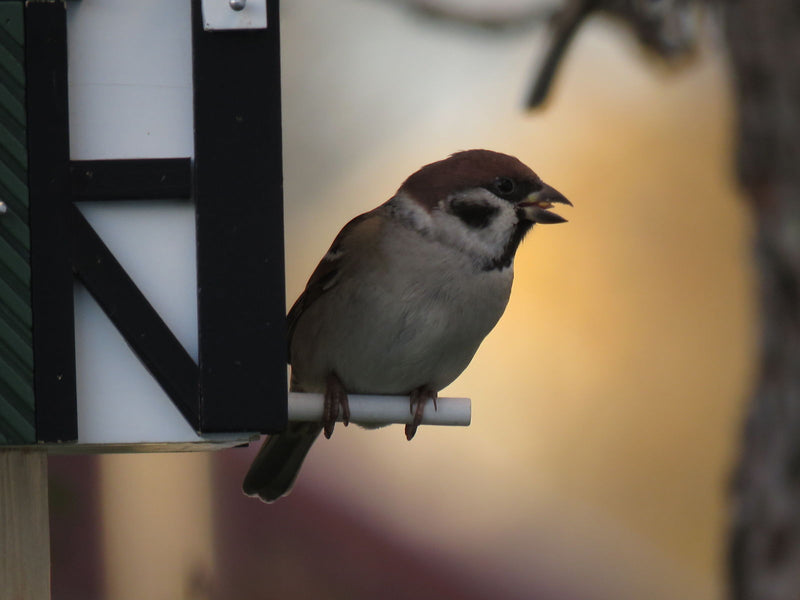 MULTIHOLK Vogelhaus Futterhaus und Nistkasten Futterstelle Futterplatz Wildvögel Garten Vogel