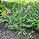 Rankhilfe Krone Rankgerüst Metall Eisen Rost Deko Staudenhalter rund massiv Volleisen