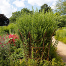 Rankhilfe Krone Rankgerüst Metall Eisen Rost Deko Staudenhalter rund massiv Volleisen