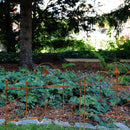 Beetzaun Gartenzaun Rankhilfe Herz Eisen Rost Deko H:62 cm x L:80cm